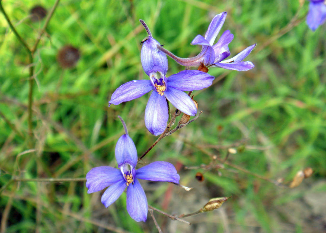Ostrožka stračka (Consolida regalis); foto Shutterstock Ostrožka stračka