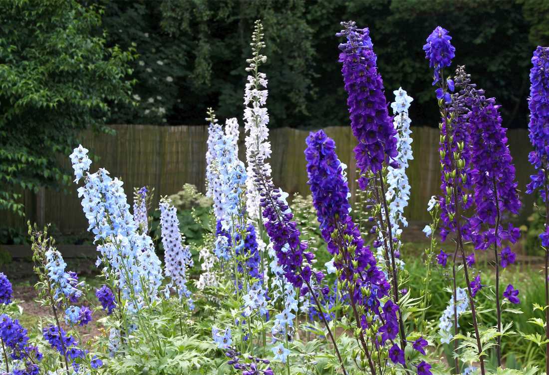 Delphinium; foto M. Paclová Stračky