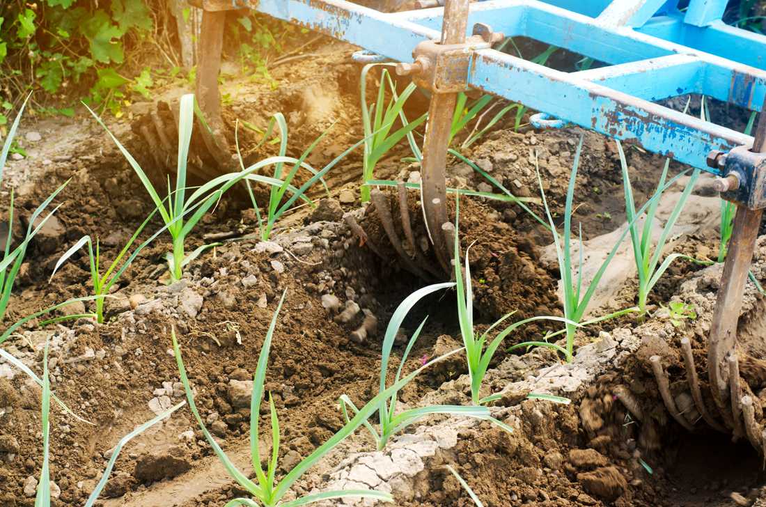 Odplevelit pór a přihrnout k němu zeminu umí na větší ploše i stroj s radličkami; foto Shutterstock V červenci odplevelíme pórek, přihrneme zeminu