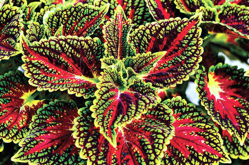 Koleus Spacecake; foto J. Černý Nynější latinský název koleusu zní: Plectranthus scutellarioides, dříve Coleus blumei.