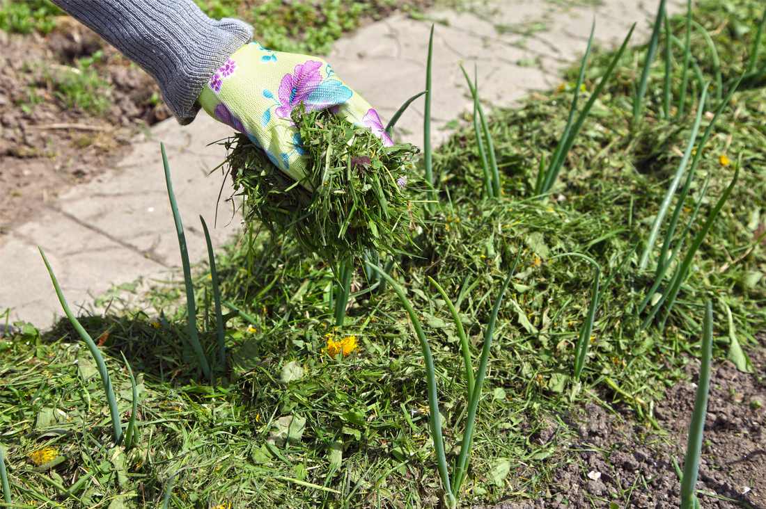 Posečená tráva na záhonu zetlí, zčásti tak do půdy přinese i živiny Mulč z posečené trávy