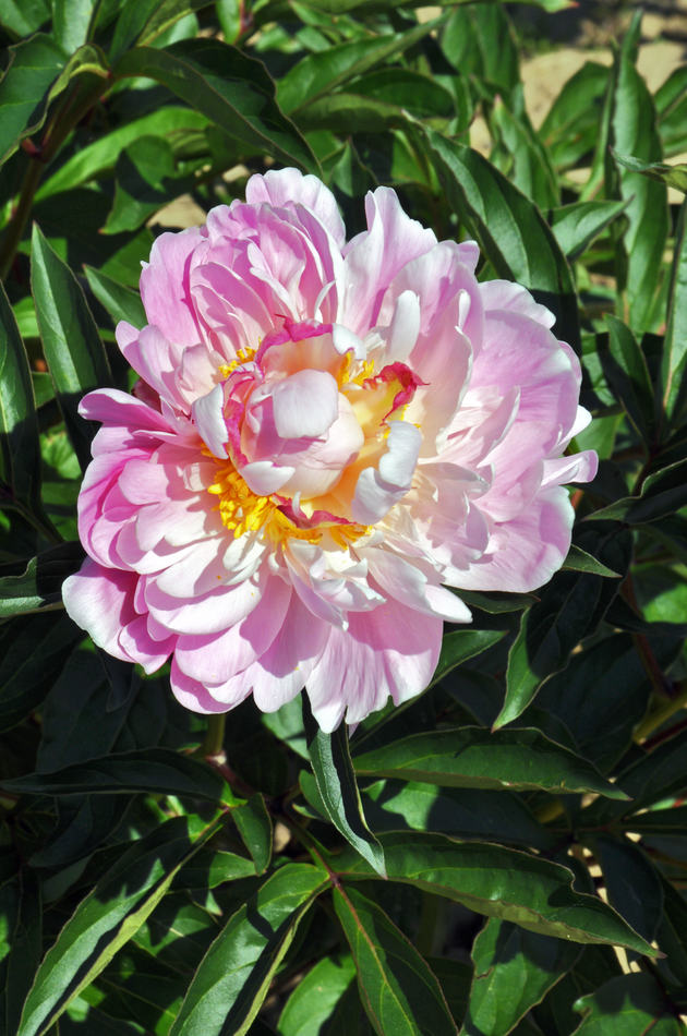 Rosea Elegans