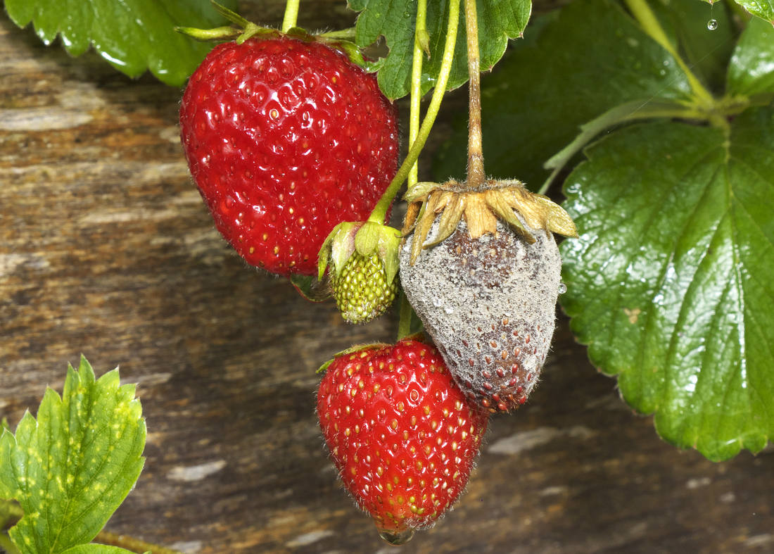Plody napadené šedou hnilobou sbíráme tak, aby se infekce nešířila; foto Shutterstock Šedá hniloba neboli plíseň šedá