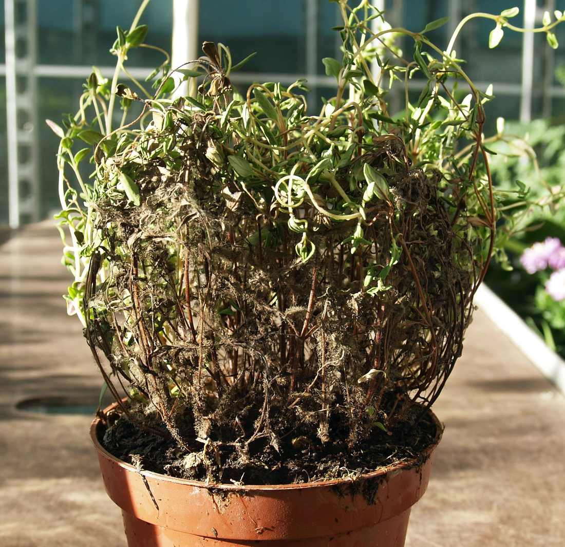 Plíseň šedá (Botrytis cinerea) na tymiánu Plíseň šedá