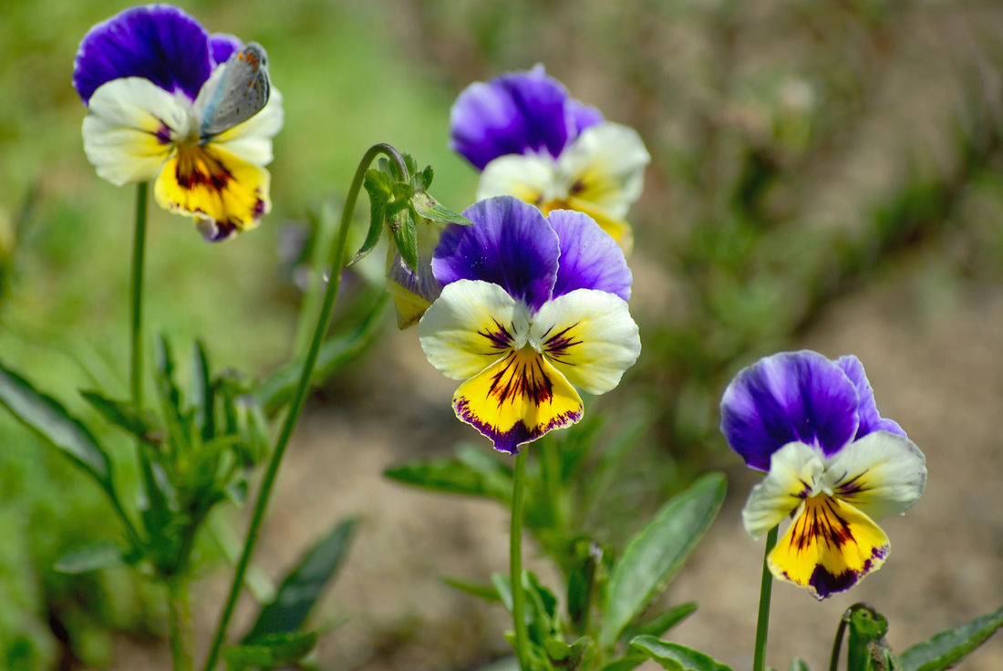 Maceška trojbarevná (Viola tricolor); foto Shutterstock Maceška trojbarevná