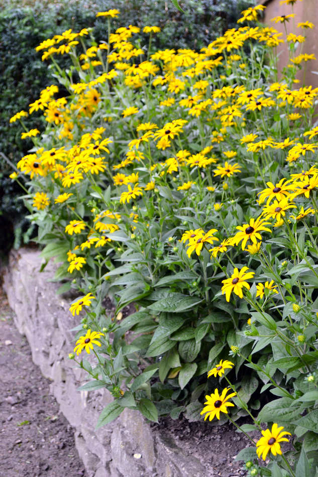 Záhon rudbekie