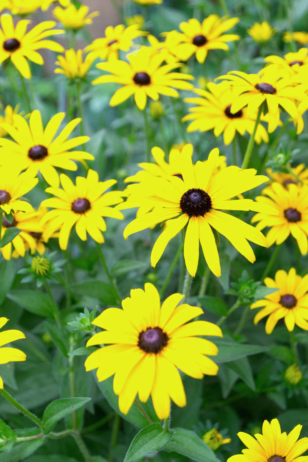 Rudbekie