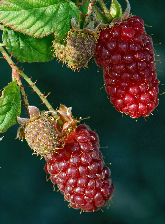 Malinoostružiny Tayberry