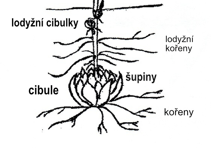 Pod zemí lilie vytváří šupiny na cibuli a lodyžní cibulky Podzemní část lilie nabízí hned dvě možnosti množení: lodyžními cibulemi a šupinováním