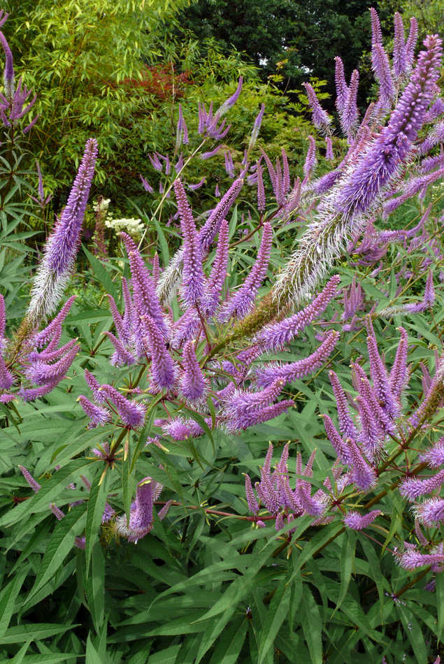 Veronikastrum Veronikastrum