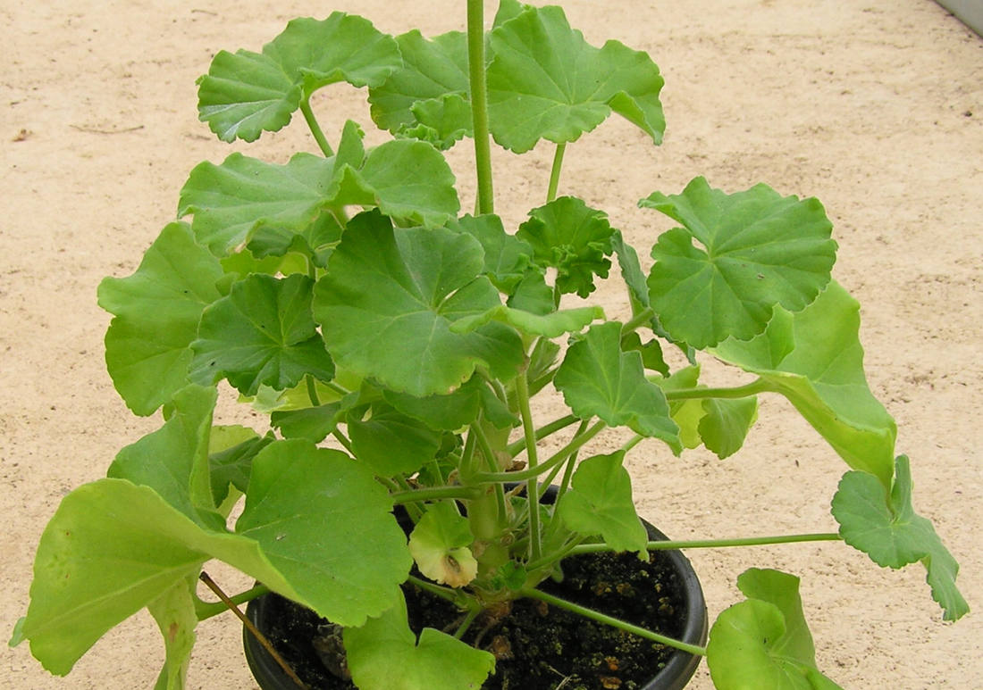 Pelargonie připravená na řízkování Muškát pro řízkování