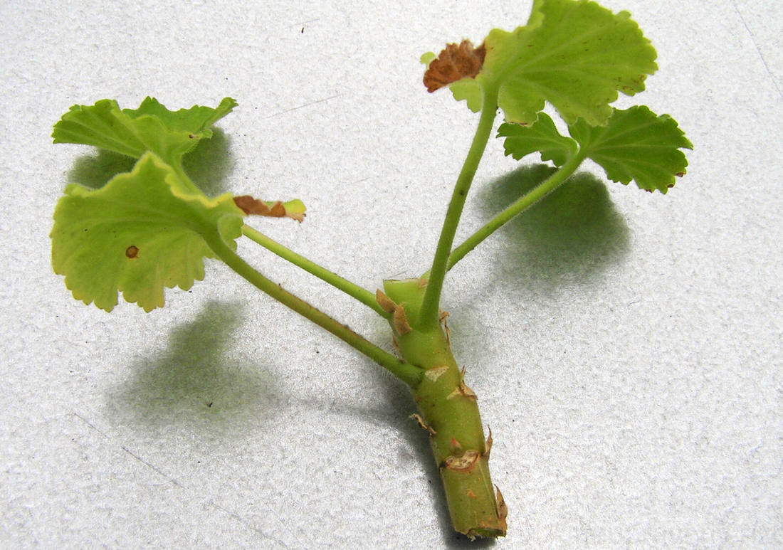 Neupravený řízek z části stonku pelargonie; foto S. Carraro Neupravený řízek