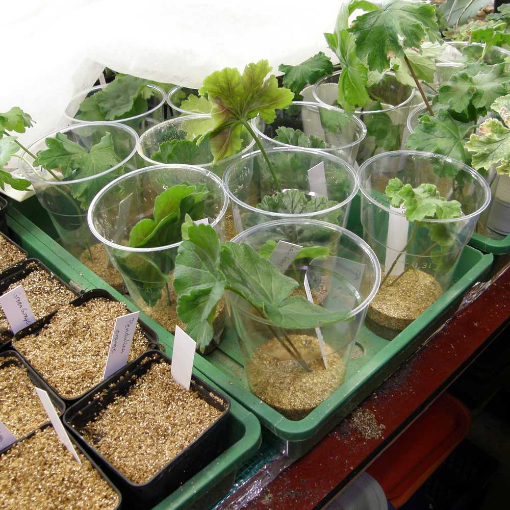 Jak připravit pelargonie na řízkování a kdy řízkovat