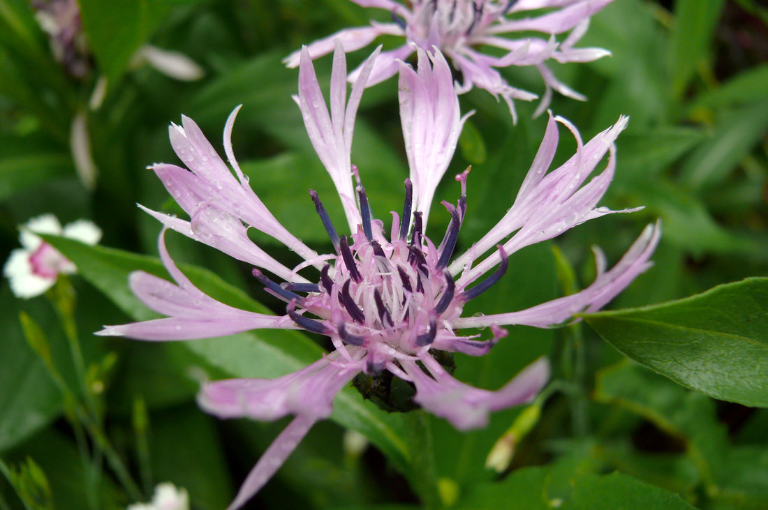 Chrpa horská Carnea Chrpa horská Carnea