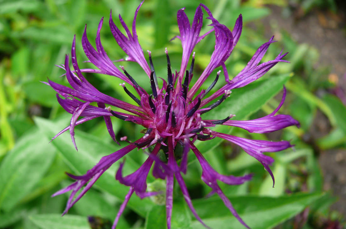 Chrpa horská Purple Rose Chrpa horská Purple Rose