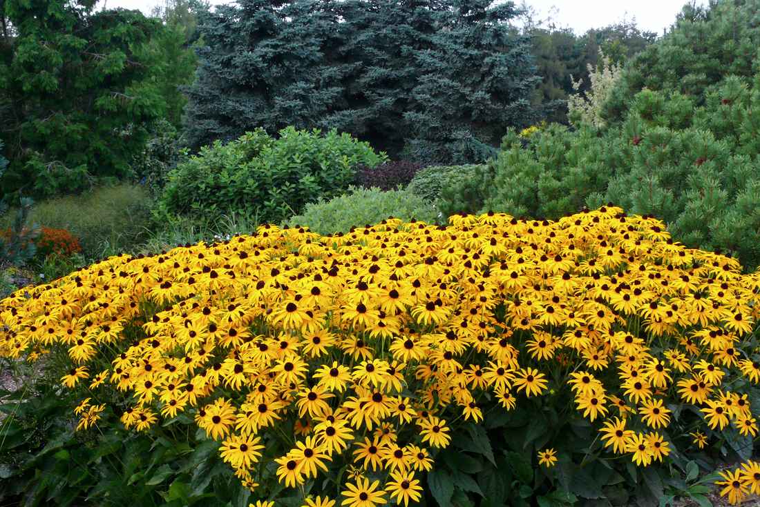 Třapatka zářivá Rudbeckia fulgida Goldsturm