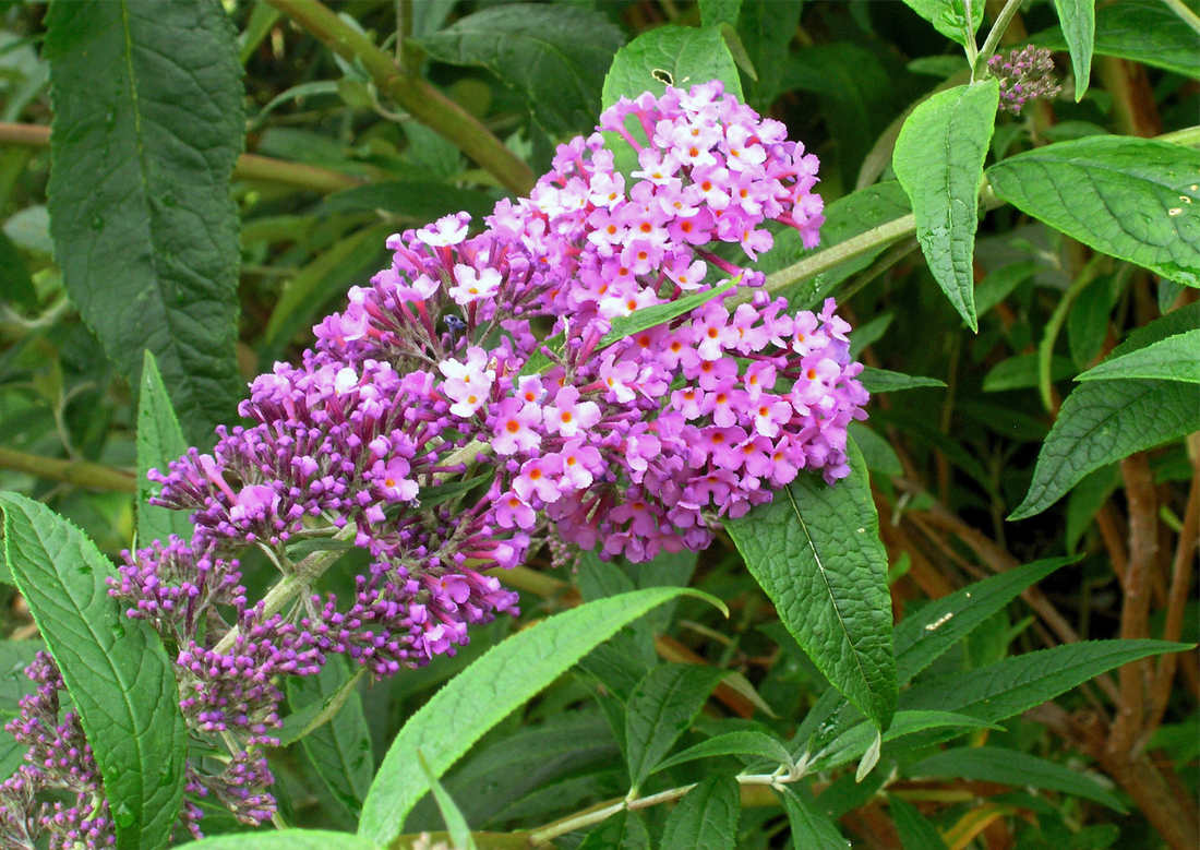 Buddleia davidii, motýlí keř; foto V. Větvička Komule Davidova