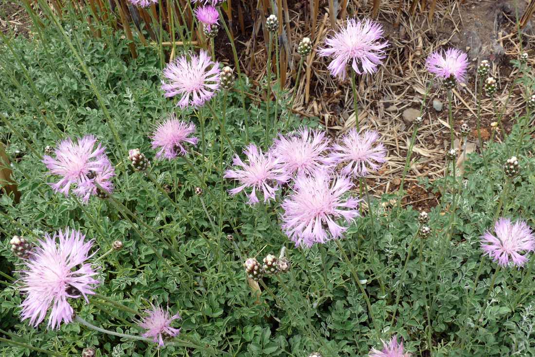 Kavkazská chrpa Centaurea simplicicaulis Centaurea simplicicaulis