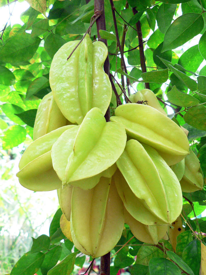 Karambola, foto Libor Kunte Plody karamboly obecné (Averrhoa carambola)