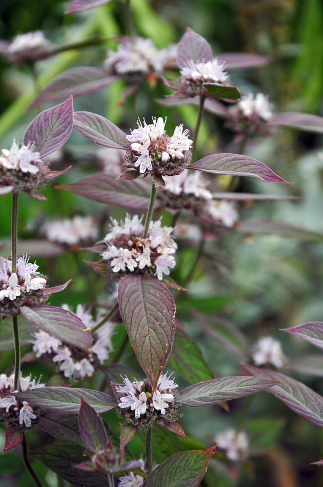 Pycnanthemum montanum z rodu horské máty