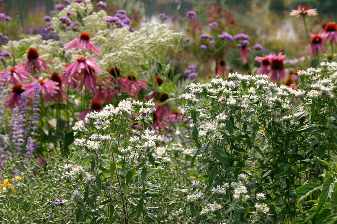 Pycnanthemum pilosum v polovině srpna