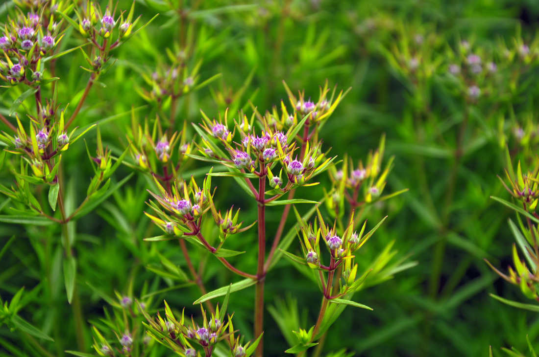 Pycnanthemum tenuifolium před rozkvětem