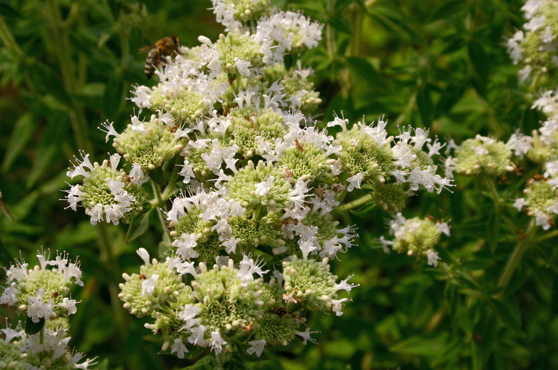 Pycnanthemum californicum