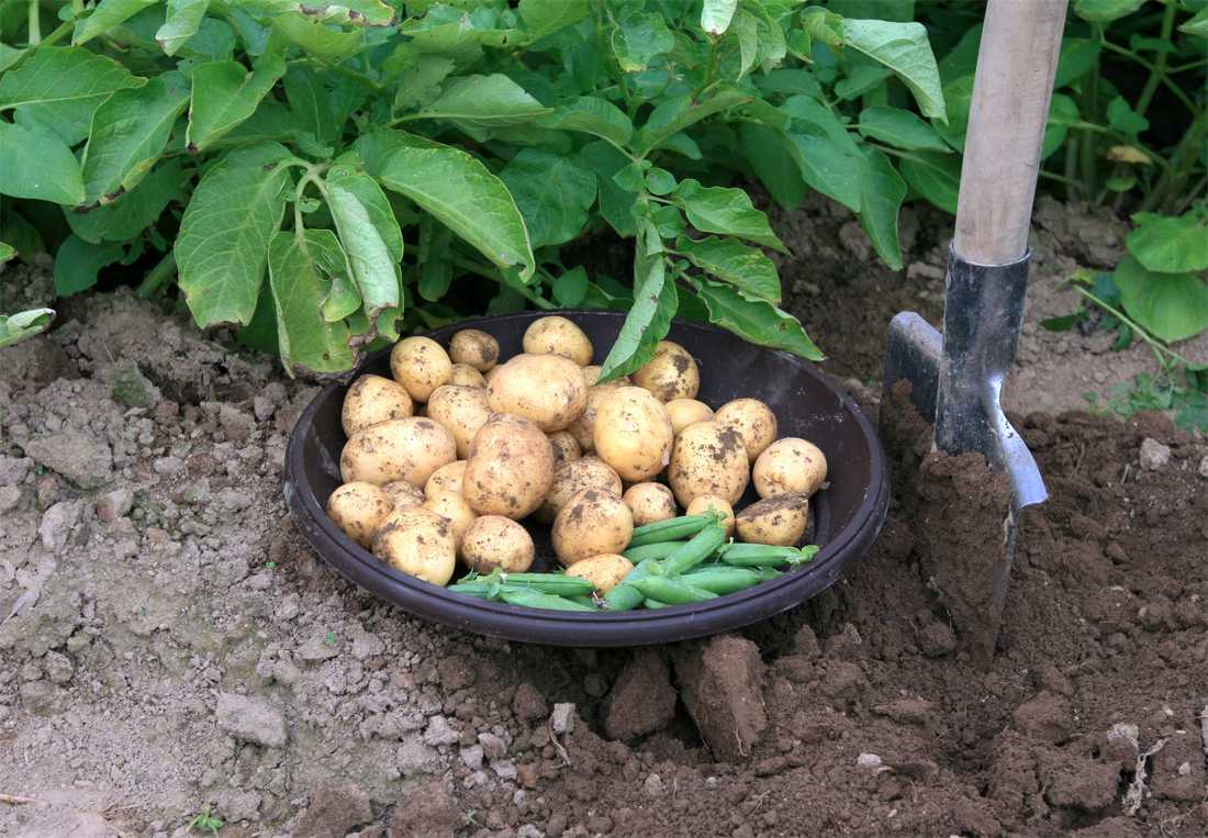Rané brambory sklízíme při dosažení konzumní velikosti hlíz, nať je ještě zelená; foto K. Hamouz Rané brambory