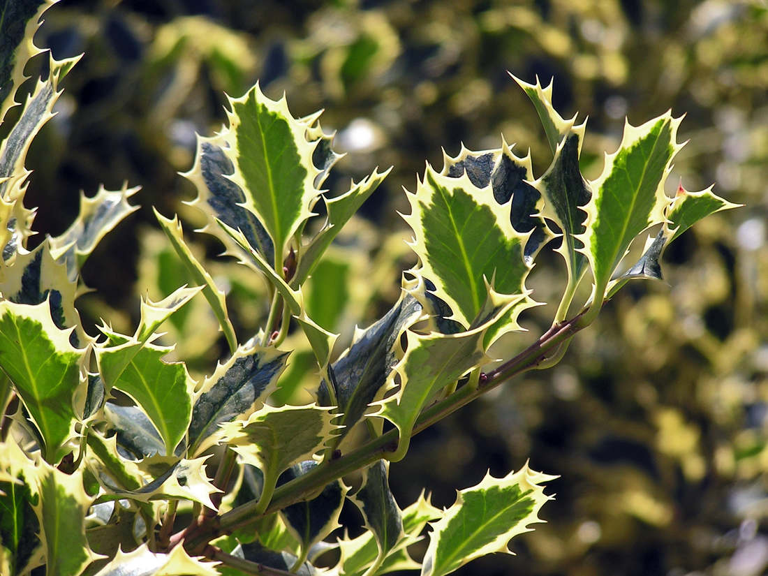 Cesmina Argentea Marginata 