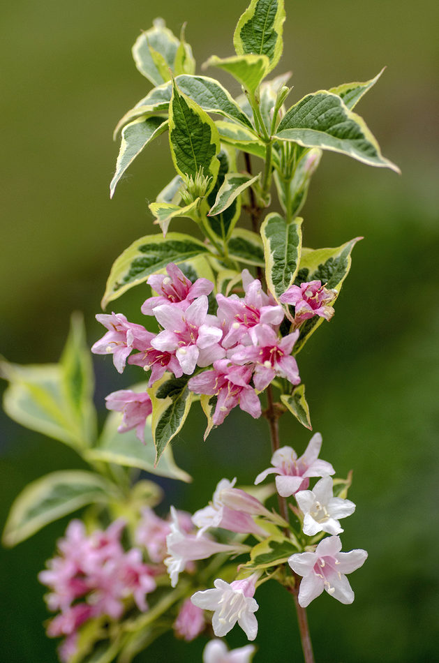 Vajgélie květnatá Variegata