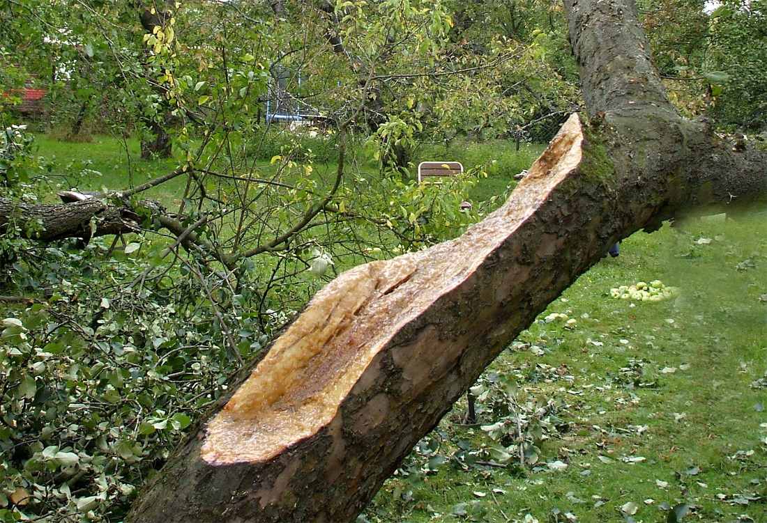 Vedle ošetření je třeba poškozené větvi odlehčit; 2x foto M. Makal Vedle ošetření je třeba poškozené větvi odlehčit; 2x foto M. Makal