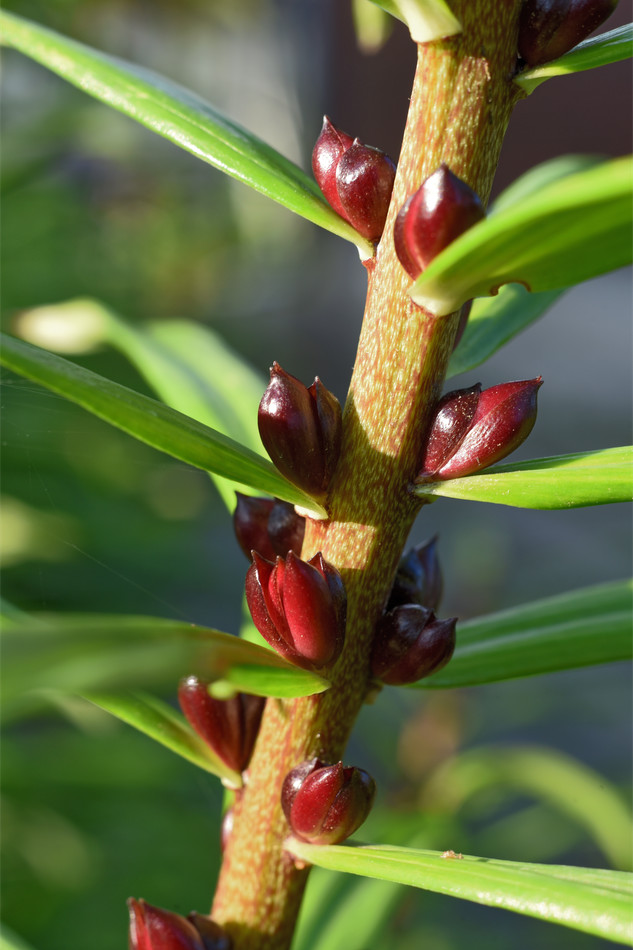 Pacibulky asijského hybridu lilie; foto Shutterstock Pacibulky asijského hybridu lilie; foto Shutterstock