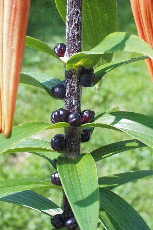 Lodyžní pacibulky lilií; foto M. Kožešník Lodyžní pacibulky lilií; foto M. Kožešník