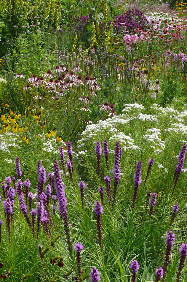 Shorakvět klasnatý Liatris spicata v trvalkovém záhonu Liatris spicata