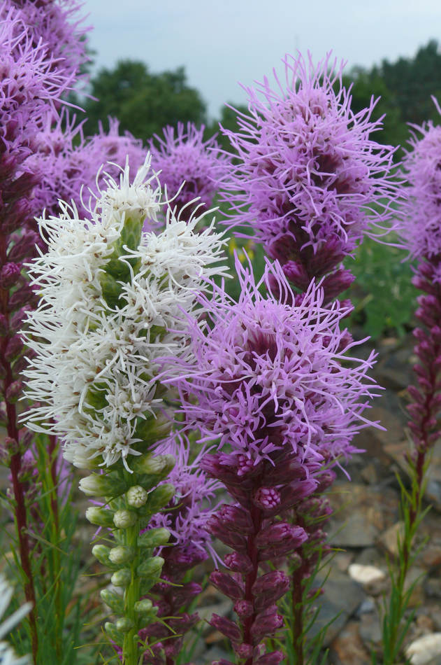 Liatris spicata Liatris spicata