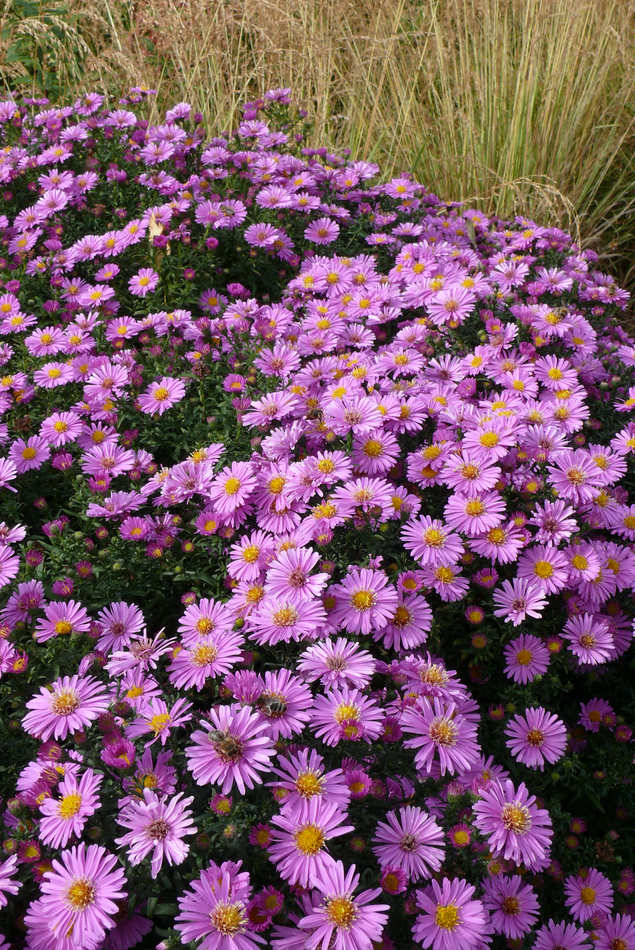 Hvězdnice novobelgická Aster dumosus Rosemarie Sallmann Aster dumosus Rosemarie Sallmann