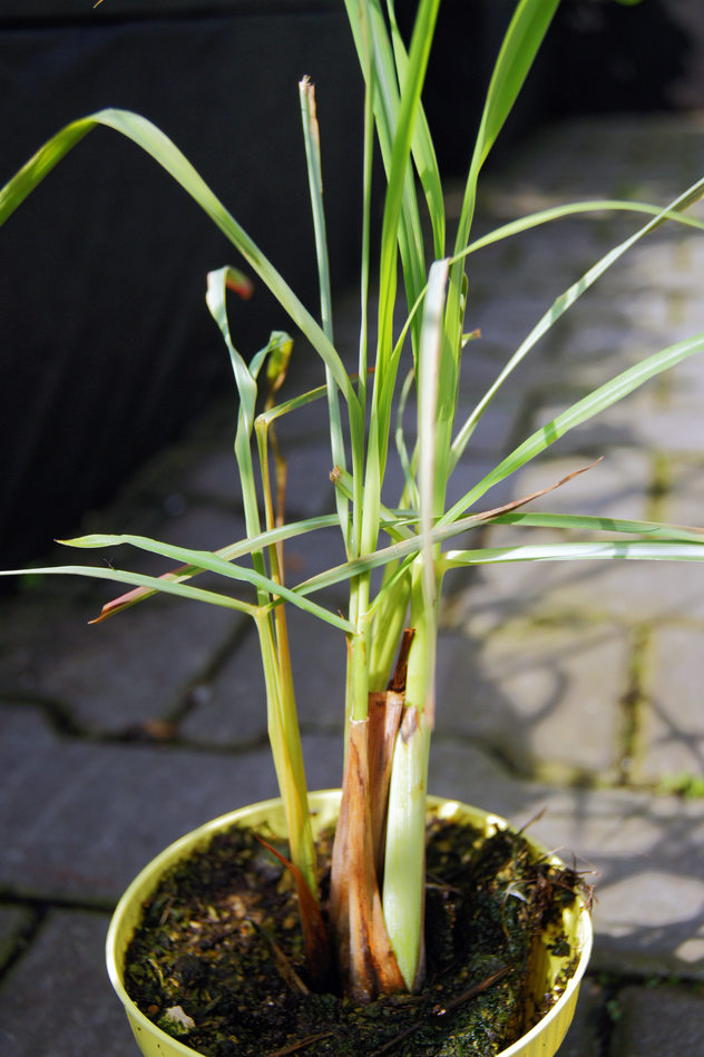 Citronová tráva Lemongrass (Cymbopogon citratus)