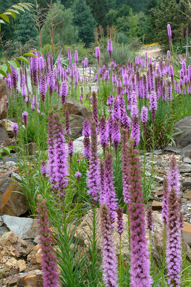 Porost Liatris spicata Porost Liatris spicata