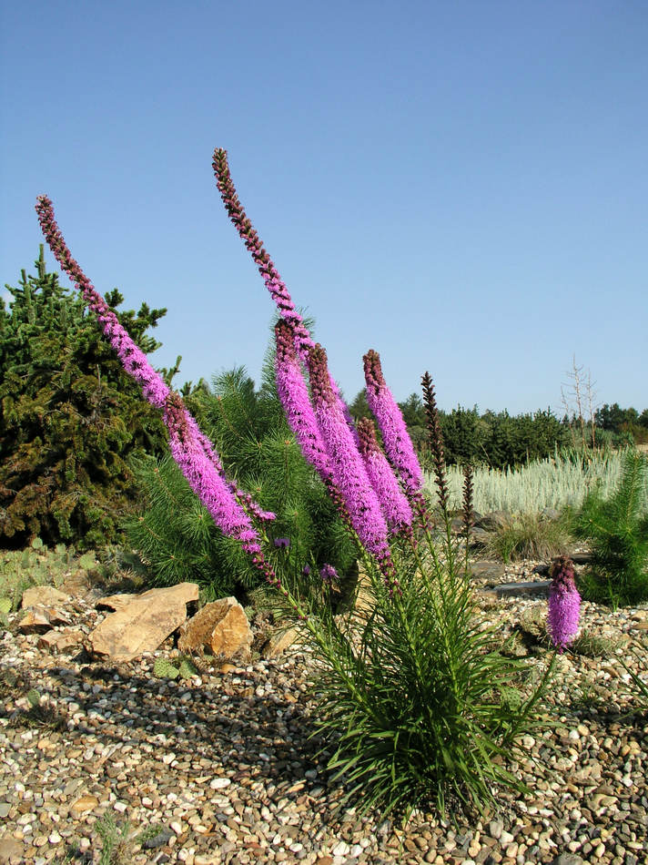 Liatris spicata na štěrku Liatris spicata na štěrku
