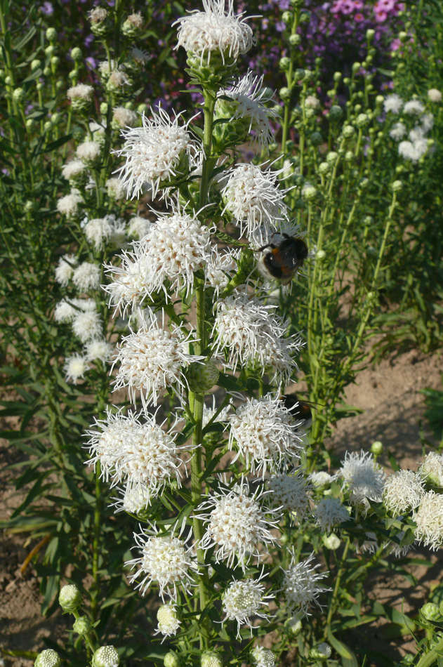 Liatris scariosa odrůda Alba Liatris scariosa odrůda Alba
