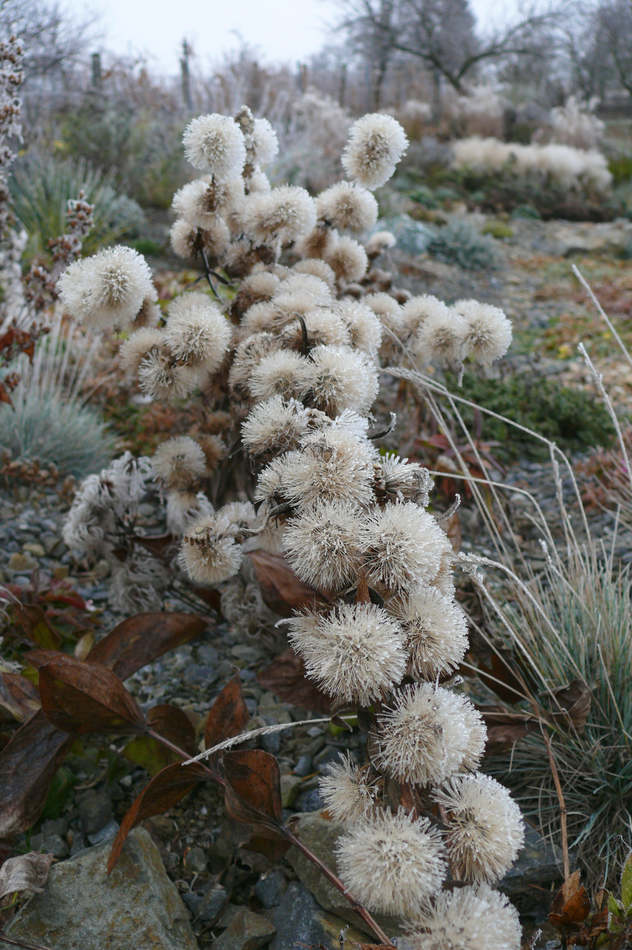 Liatris mucronata v prosinci Liatris mucronata v prosinci