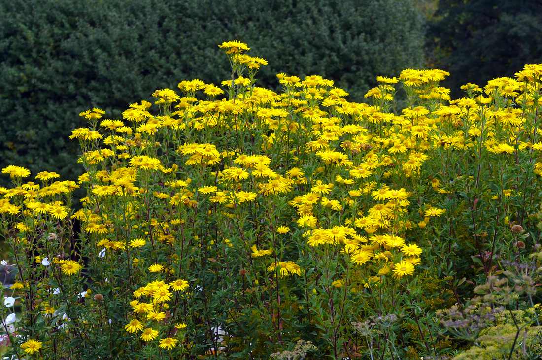Heterotheca camporum var. glandulissimum Sunsshine Heterotheca camporum var. glandulissimum Sunsshine
