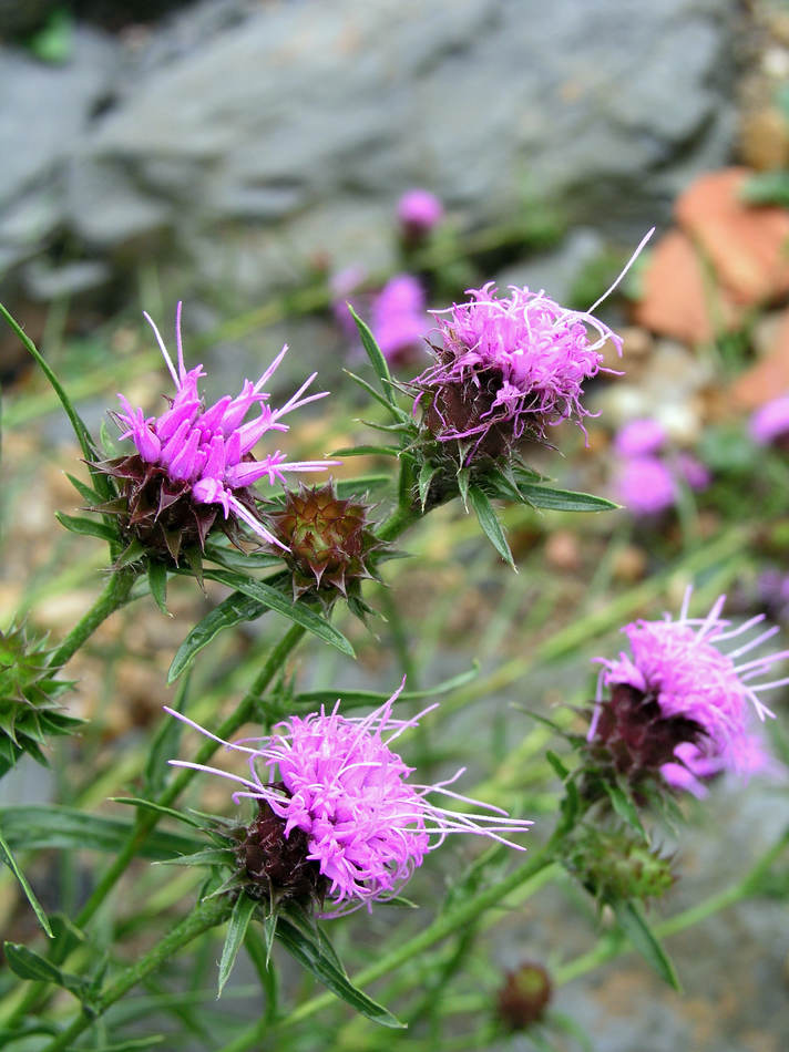 Liatris squarrosa Liatris squarrosa