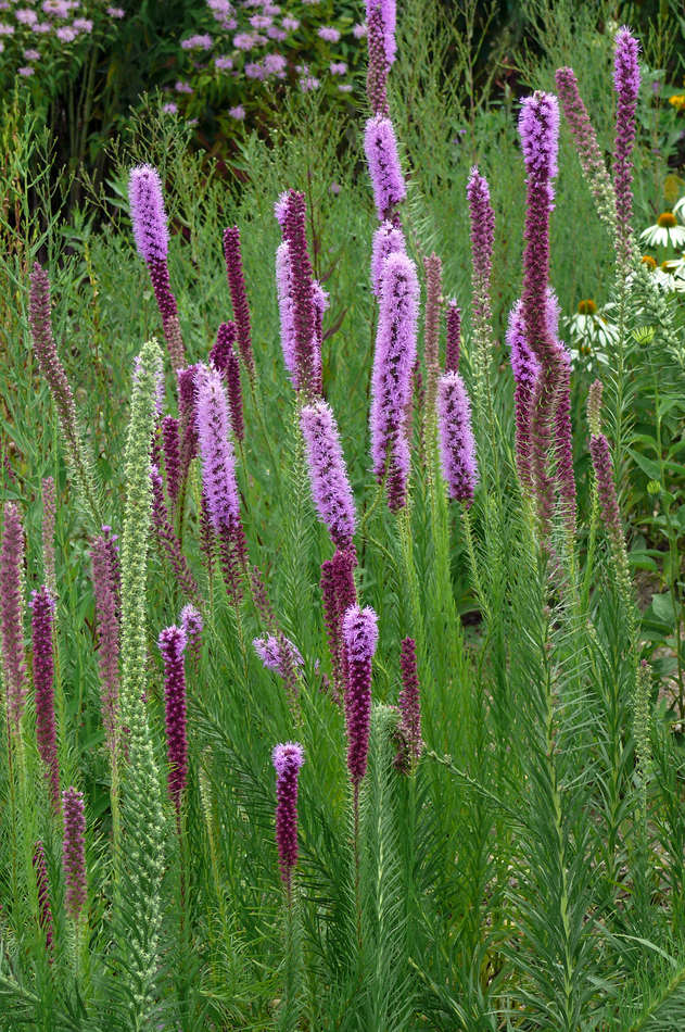 Liatris pycnostachya Liatris pycnostachya