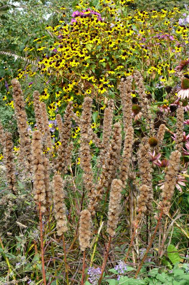 Liatris spicata na podzim Liatris spicata na podzim