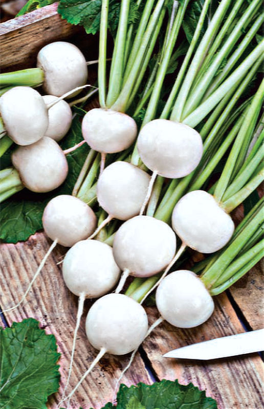 Odrůda vodnice Snowball