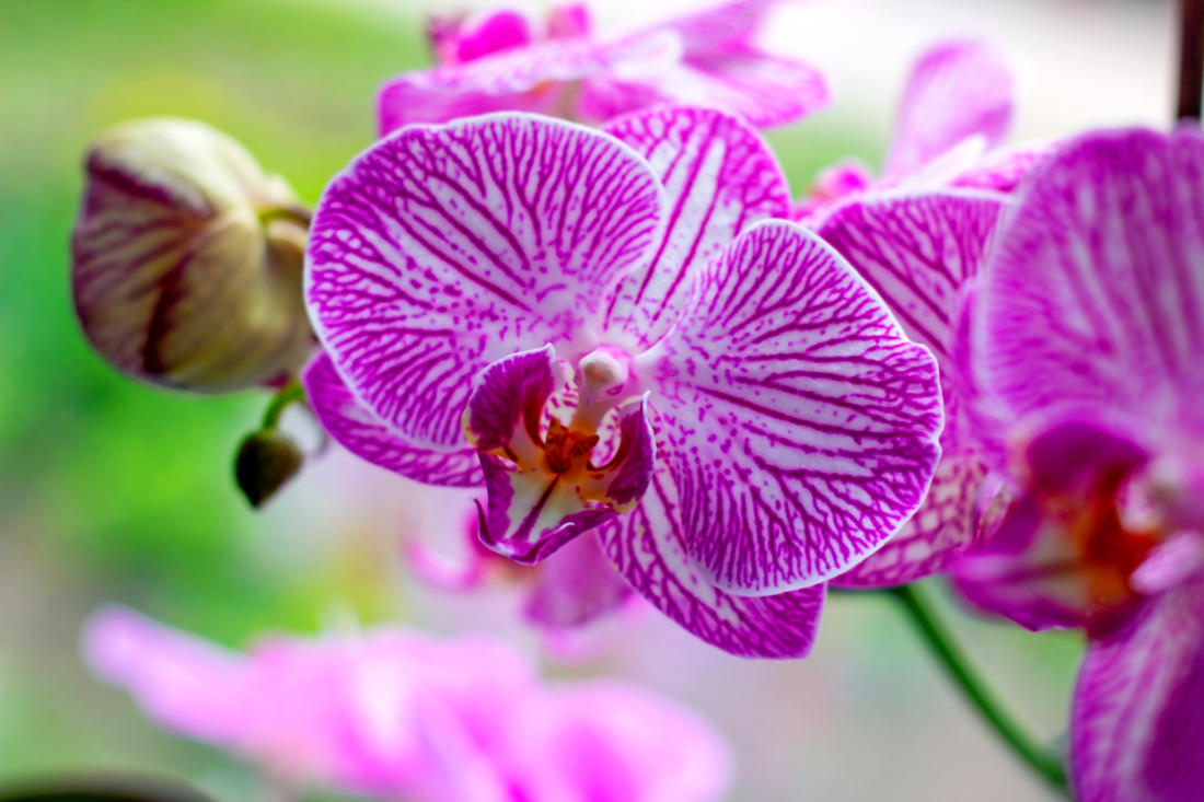 Phalaenopsis, rod orchidejí, který nadchl mnohé pěstitele