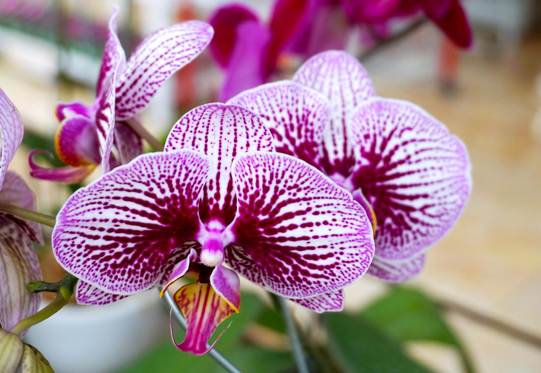 Phalaenopsis: zásady pěstování