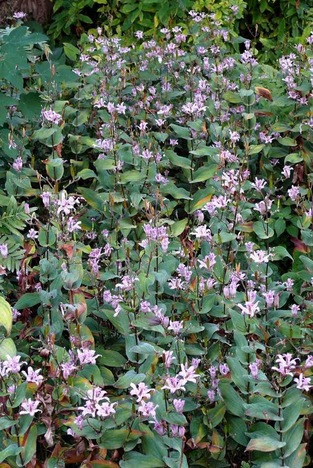 Tricyrtis formosana Tricyrtis formosana