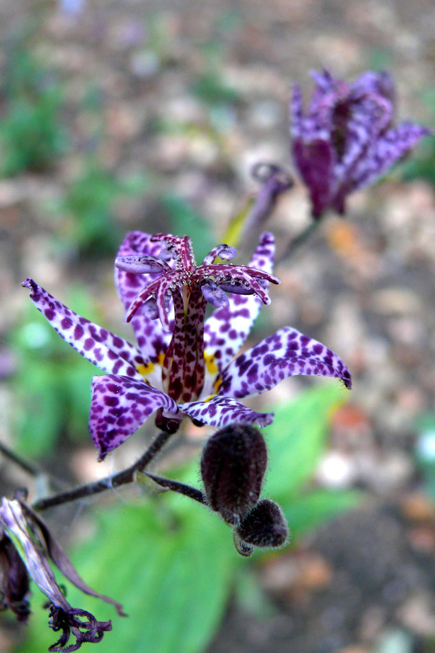 Tricyrtis formosana Dark Beauty Tricyrtis formosana Dark Beauty